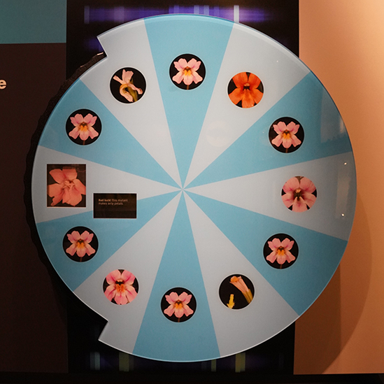 flower wheel of fortune game